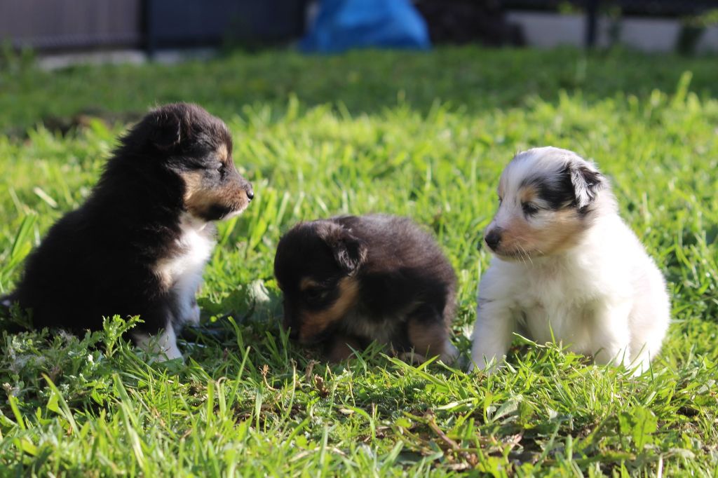 De La Poupi Family - Shetland Sheepdog - Portée née le 13/02/2022
